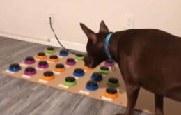 Cachorro aprende a ‘falar’ usando painel de botões