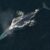 Drone recolhe espirro de baleias para acompanhar a saúde dos animais