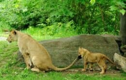 Cientistas detectam dois tipos do Sars-Cov-2 em felinos do zoológico de NY