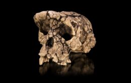 Fóssil desaparecido gera debate sobre ancestral humano mais antigo