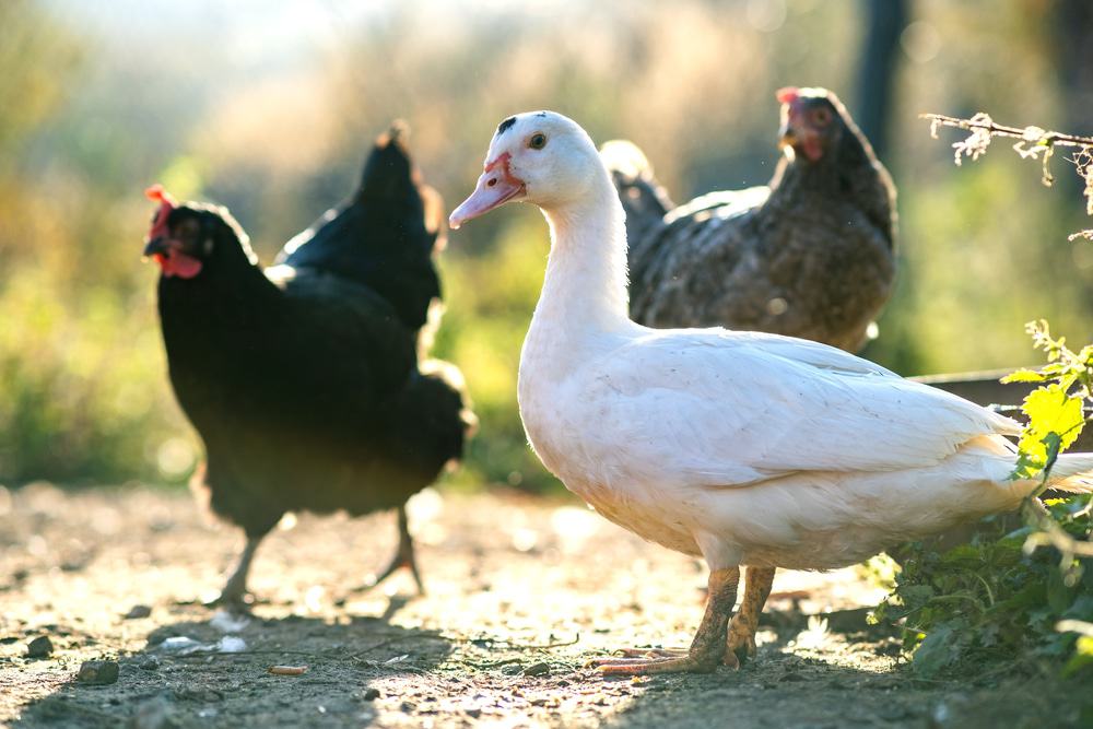 EUA teve mais de 200 surtos de gripe aviária desde janeiro