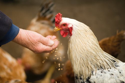 Caso de gripe aviária em humano é registrado na Inglaterra