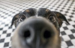 Cães detectam câncer de mama pelo olfato; método pode chegar ao SUS