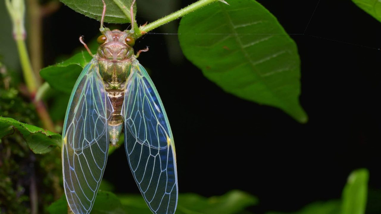Bilhões de cigarras vão sair do solo após 17 anos de incubação