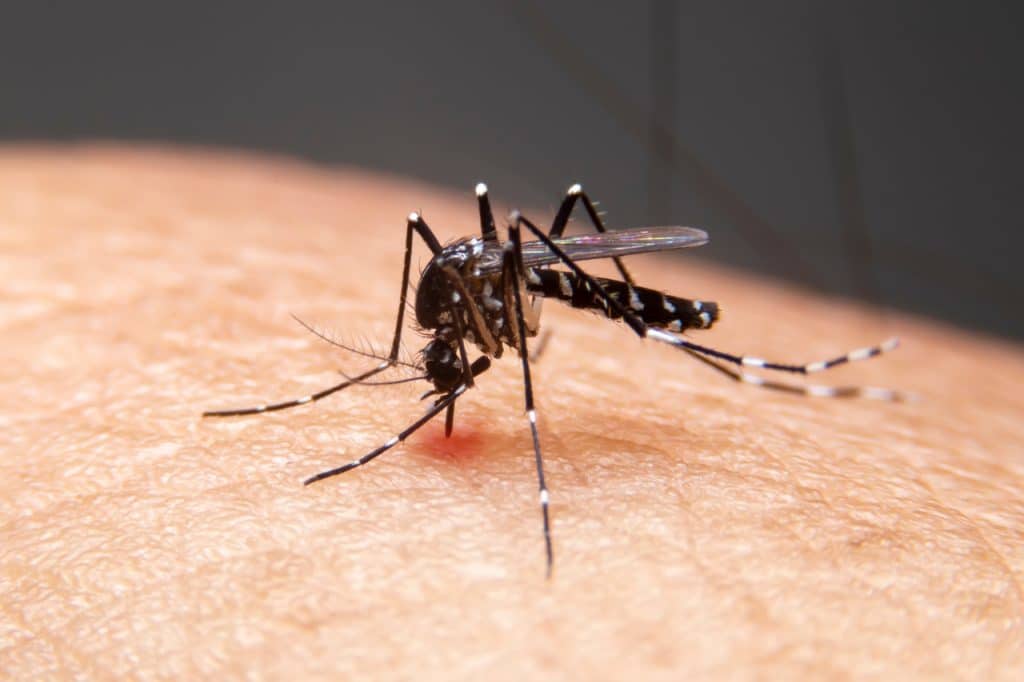 Mosquito da dengue sobre a pele