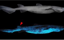 Tubarões que brilham no escuro são encontrados na Nova Zelândia