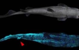 Tubarões que brilham no escuro são encontrados na Nova Zelândia
