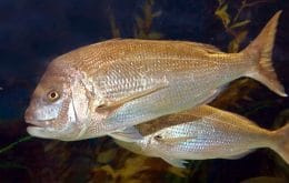 Peixes pequenos podem perder audição após mudança nos oceanos; entenda