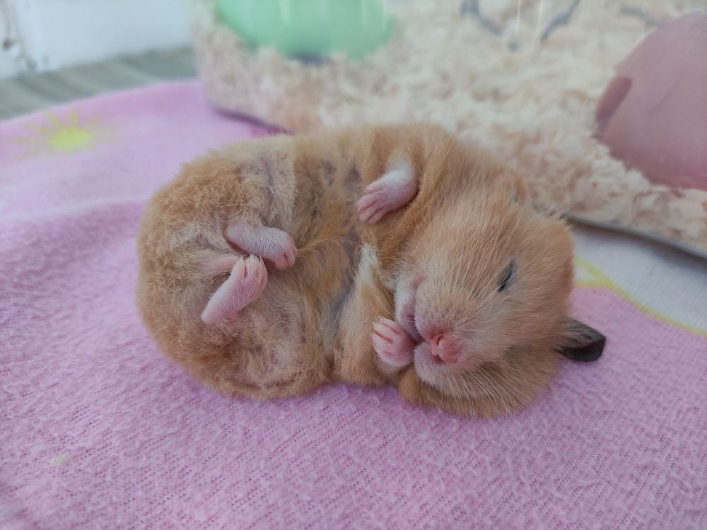 Hamster. Imagem: Shutterstock