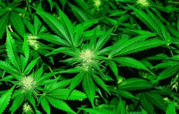 Anvisa aprova novo medicamento à base de Cannabis