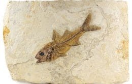 Fósseis de peixes sugerem que ossos evoluíram para funcionar como “baterias”