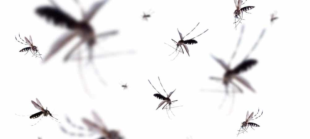 Aedes aegypti mosquitos