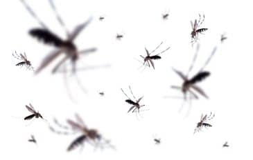 Aedes aegypti mosquitos