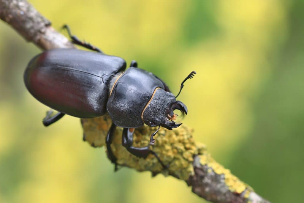 Besouros que fazem xixi até morrer pode ser opção de pesticida natural. Imagem: Shutterstock