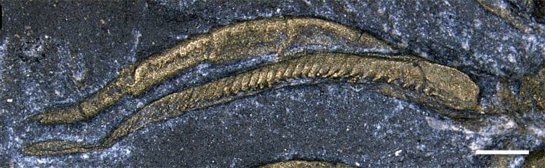 Visão detalhada da perna de trilobita. Créditos: Jin-Bo Hou/UCR