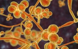 Fungo tóxico pode estar desencadeando síndrome do intestino irritável