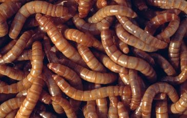 Farinha produzida com larvas é aprovada para consumo humano na Europa