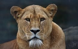 Leoa morre após contrair a Covid-19 em um zoológico da Índia