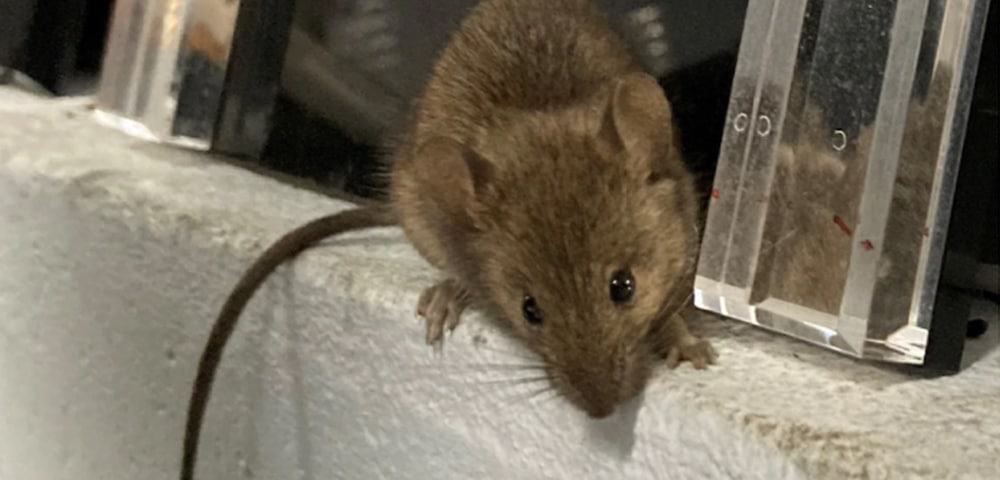 ratos-australia Autoridades alertam para risco de leptospirose após enchentes em Minas Gerais