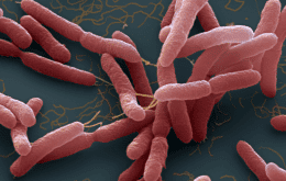 CDC emite alerta sobre possível surto de bactéria mortal