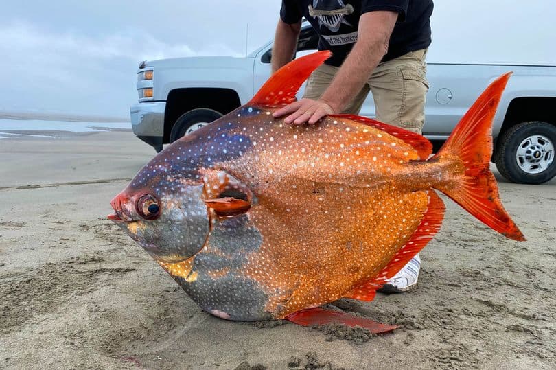 Peixe opah encontrado no Oregon