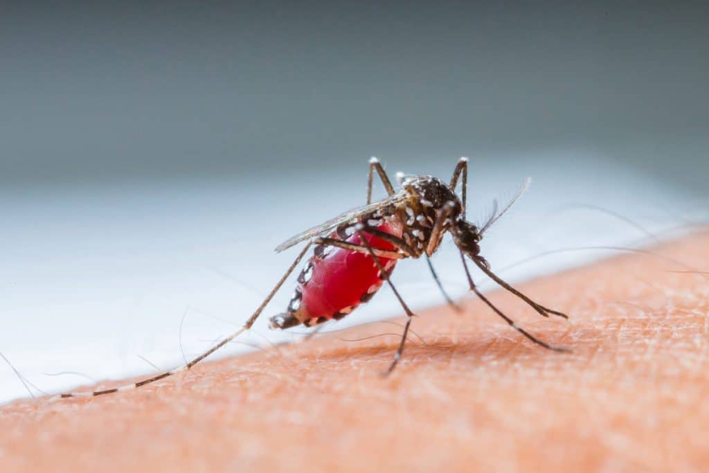 Mosquito da Malária