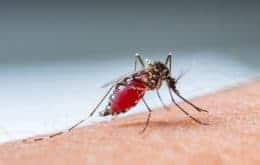 Malária: Fiocruz desenvolve nova vacina para impedir a transmissão