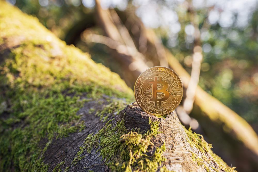 Imagem mostra uma unidade de bitcoin em uma árvore ao ar livre, ilustrando o impacto ambiental da mineração