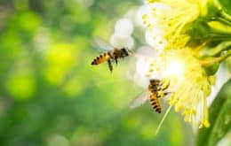 Startup cria colmeia robótica que pode proteger as abelhas da extinção, veja como funciona