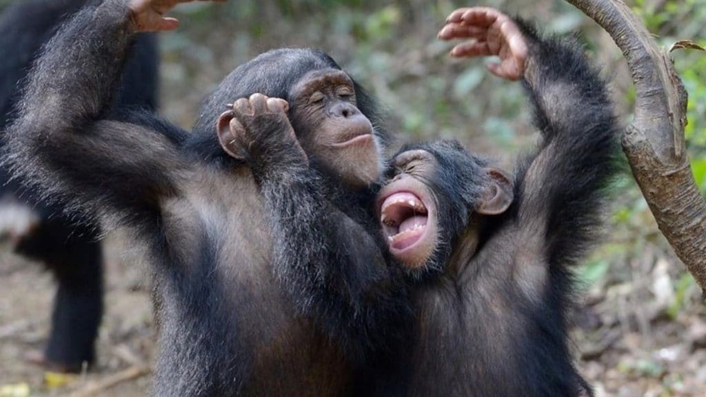 Two chimpanzees playing