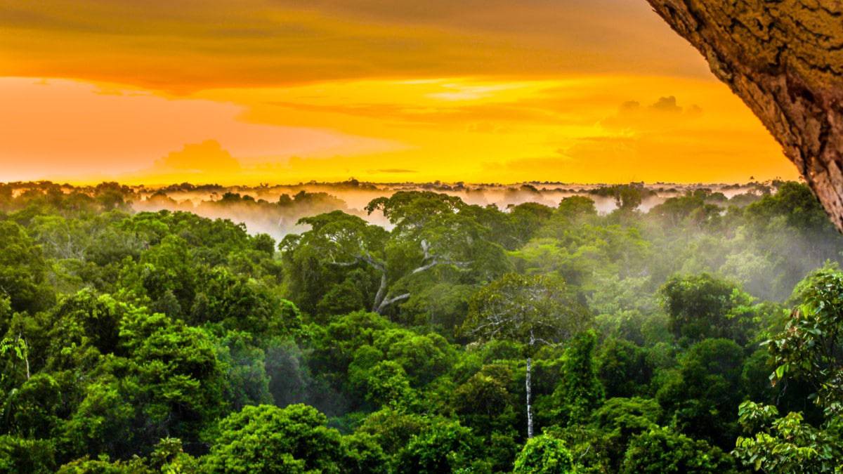 Imagem mostra uma região da floresta amazônica, iluminada pelo pôr do sol, com as árvores e neblina na parte de baixo