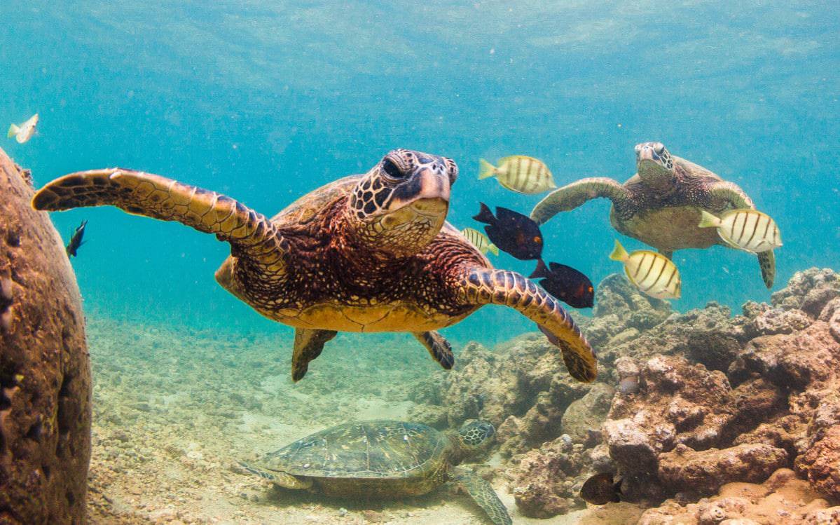 Imagem mostra tartarugas marinhas nadando em meio a peixes no fundo do oceano. Especialistas afirmam que o aquecimento global está criando zonas mortas, que podem comprometer a vida marítica