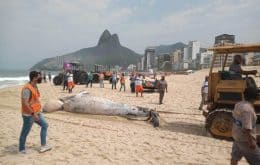 Baleia jubarte é encontrada morta em praia no Leblon