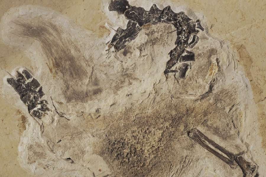 Ubirajara-jubatus É nosso! Alemanha devolve fóssil de dinossauro levado ilegalmente do Brasil
