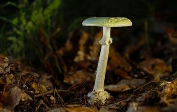 cogumelos venenosos