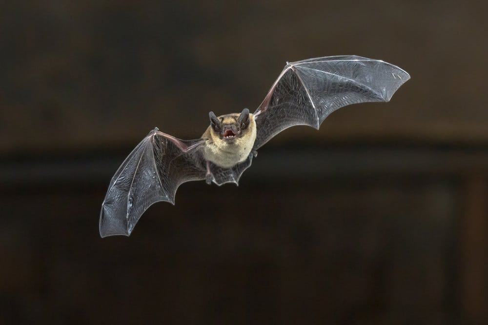 Morcego viando