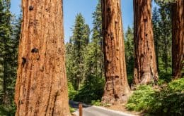 Incêndio no Parque Nacional das Sequoias: quatro árvores gigantes ficam ilesas