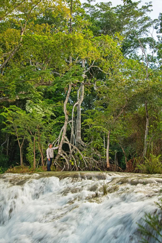 Imagem mostra uma floresta de mangue que cresce longe das praias, objeto de estudo científico pela Universidade da Califórnia