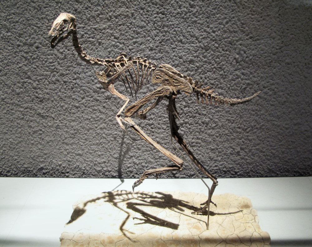 Um fóssil do Caudipteryx, que pode trazer o DNA do dinossauro escondido em sua estrutura