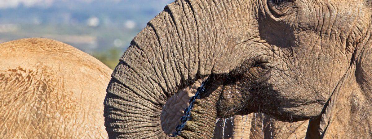 elefante-africano-sem-presas-capa-1200x450