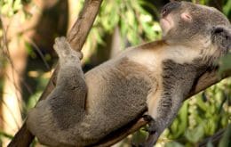 Austrália está perto de vacinar ursos coalas contra clamídia