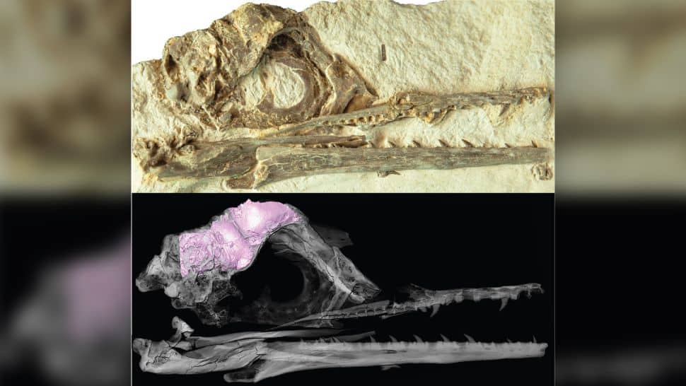 Fóssil de Ichthyornis encontrado no Kansas