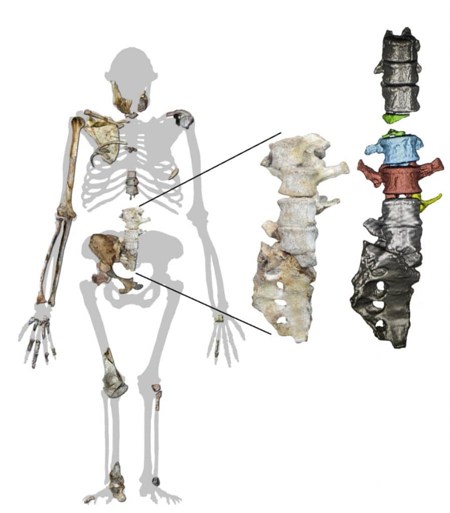 Detalhamento da articulação vertebral na região lombar mostra que o Australopithecus sediba, um longevo ancestral humano, era capaz de caminhar sobre dois pés e escalar árvores tal qual um primata