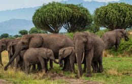 População de elefantes da Etiópia está ameaçada por assentamentos humanos ilegais