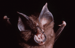 Vírus ligados à Covid-19 já circulam entre morcegos há décadas, diz estudo