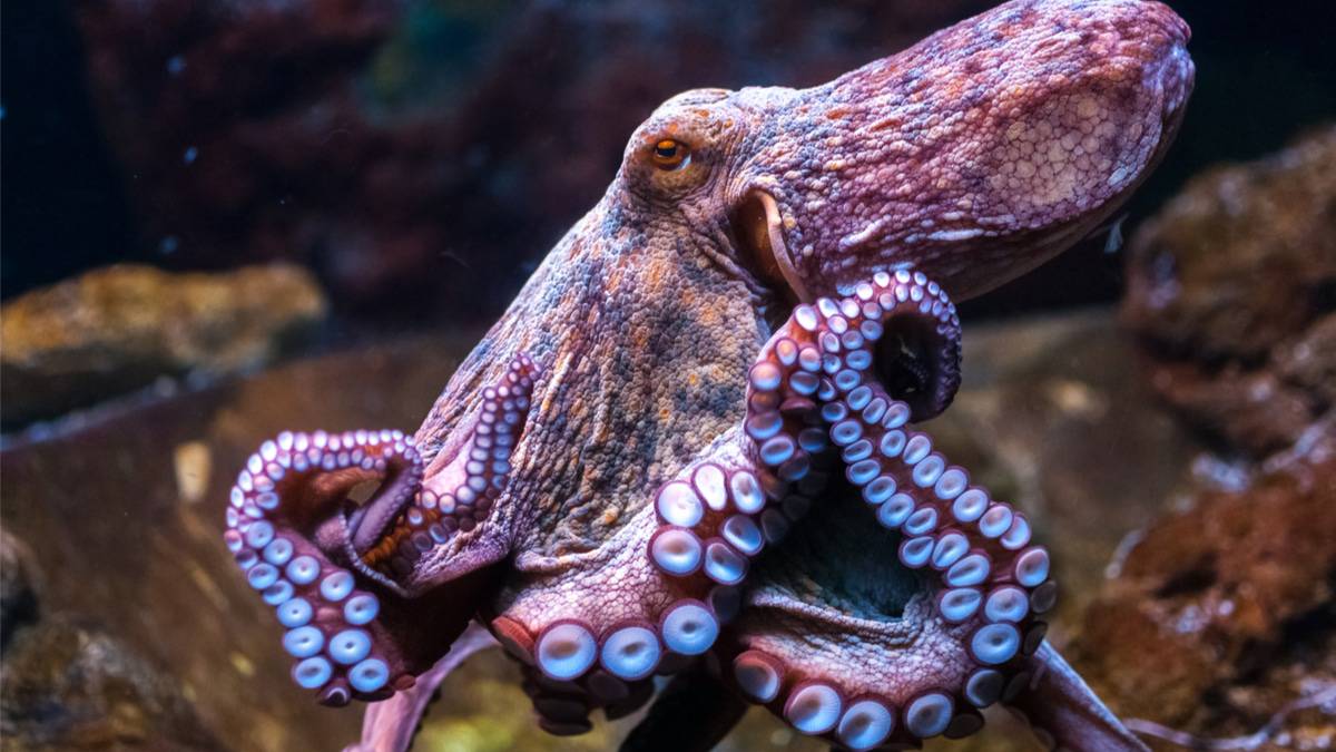 UK law says lobsters, crabs and octopuses are sentient