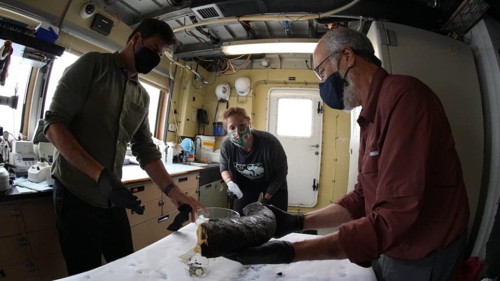 Foto mostra três cientistas manipulando a presa de um mamute encontrada no fundo do mar da Califórnia