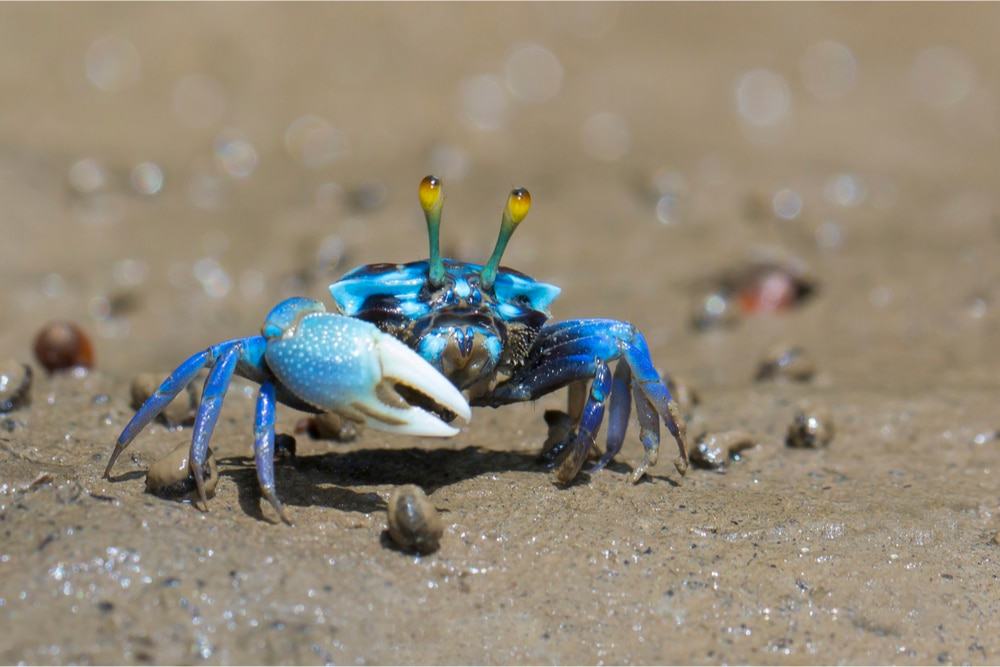 Imagem de um caranguejo de cor azul caminhando pela areia de praia