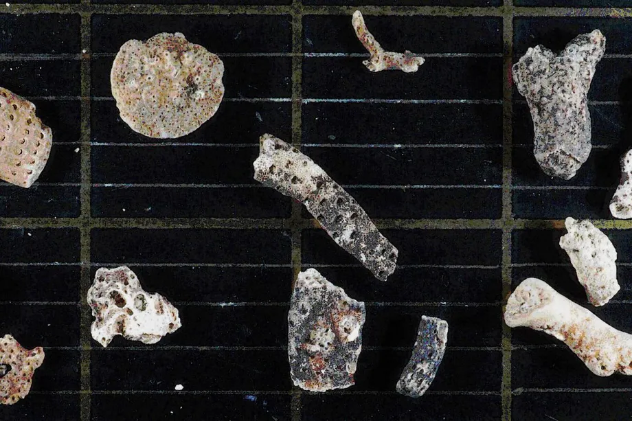 Alguns fragmentos recolhidos de antiga camada de gelo mostram que há muito mais vida na Antártida do que antes se pensava