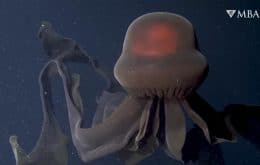 Veja vídeo de incrível água-viva fantasma gigante flutuando no oceano profundo